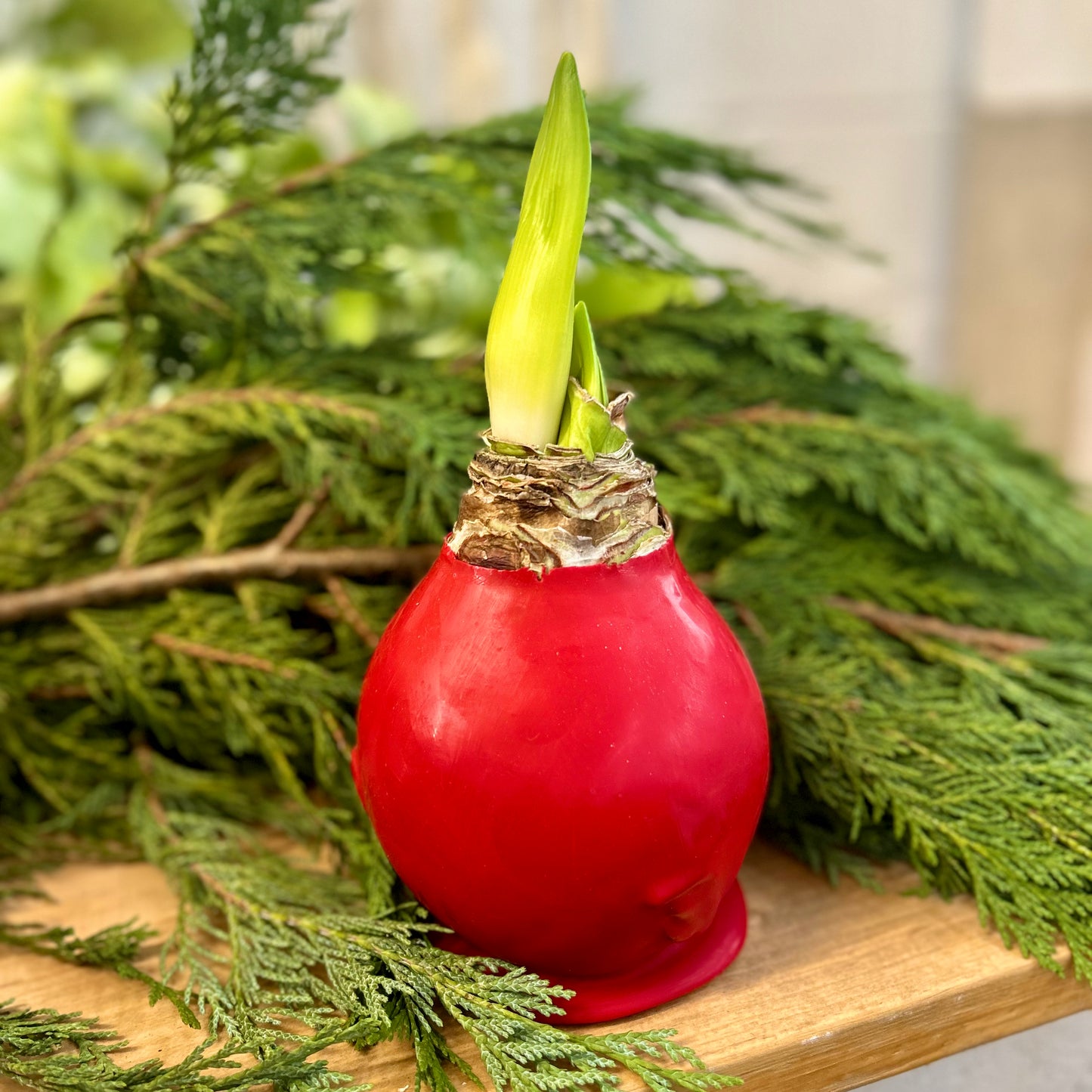 Wax Dipped Amaryllis