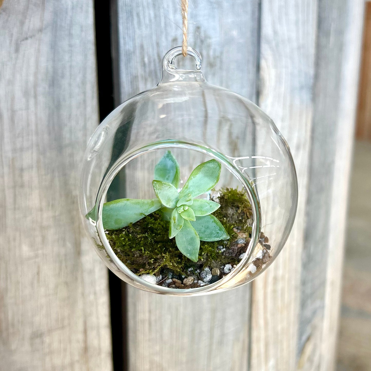 Hanging Glass Plant Terrarium