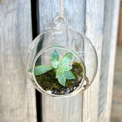 Hanging Glass Plant Terrarium