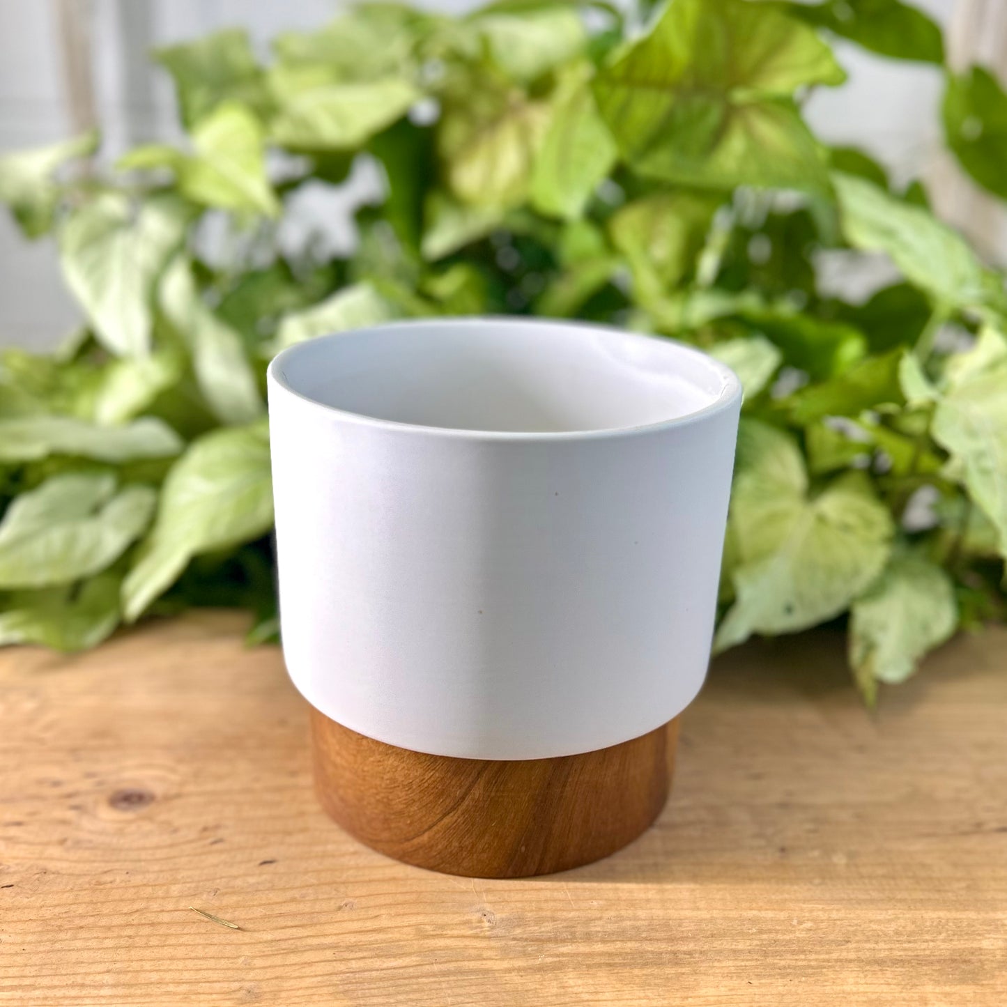 Wood Bottom Graduated Cylinder Pot