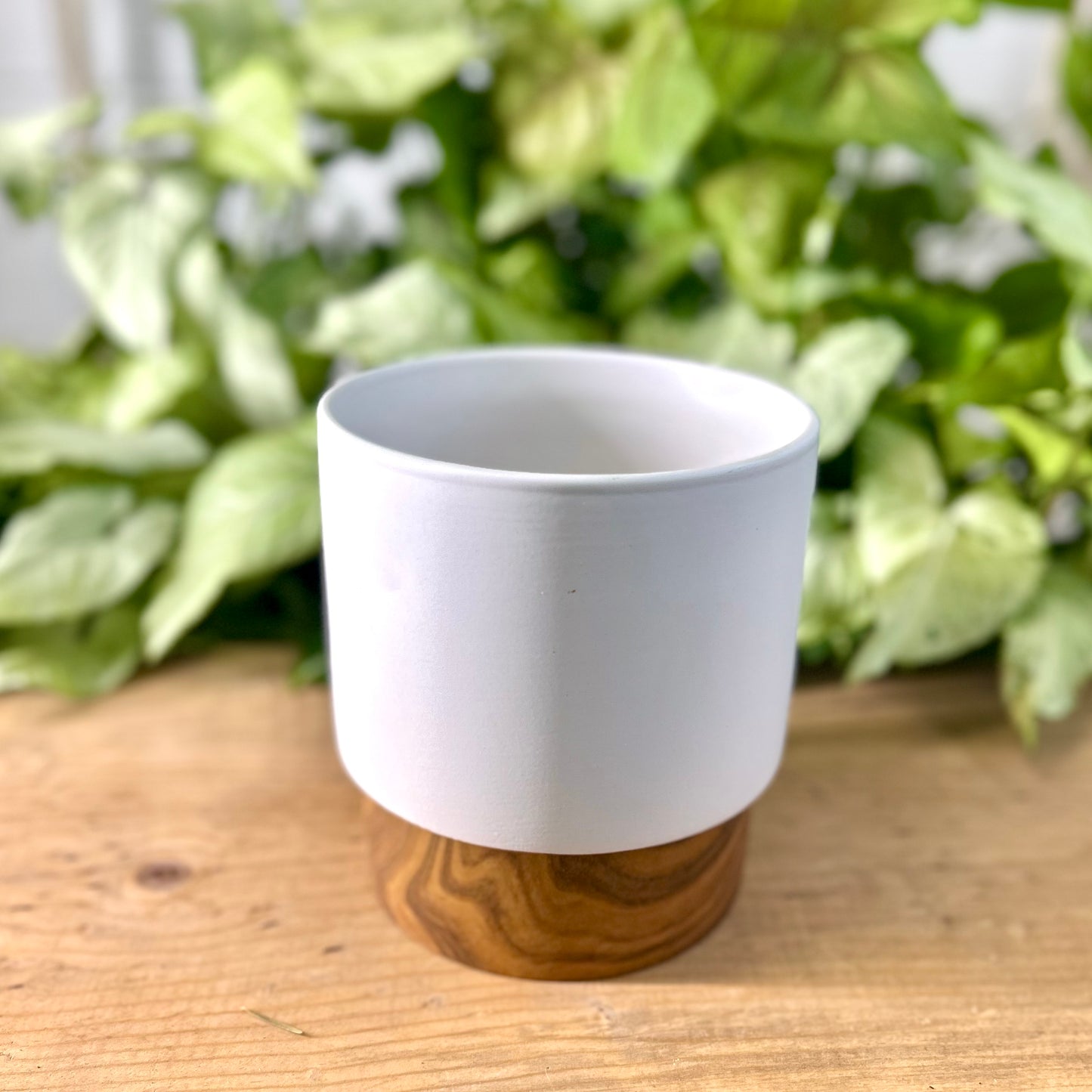 Wood Bottom Graduated Cylinder Pot