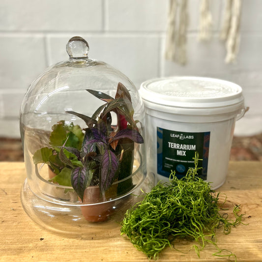Terrarium Kit #1