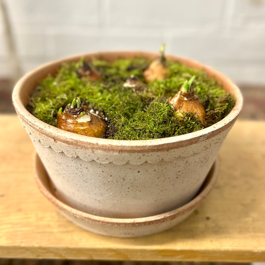 Bergs Paperwhite Combo