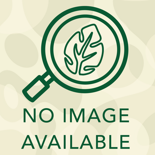 Growers Pot - Black - 6" AZ