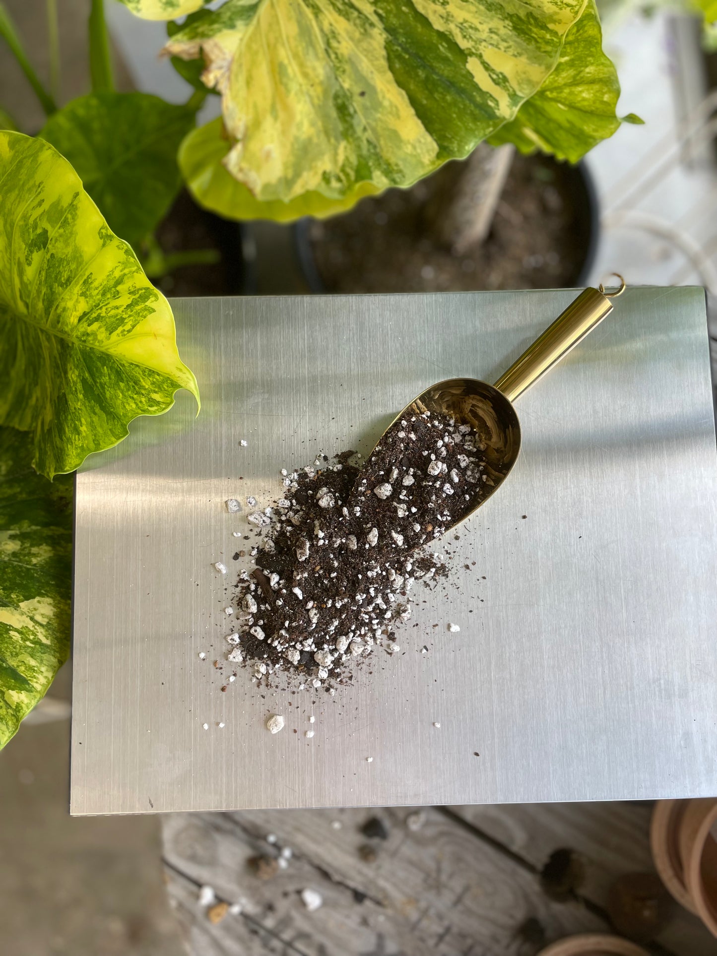 LeafLabs Cactus and Succulent Mix - All Purpose