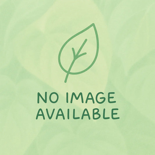 Cryptanthus 'Absolute Zero'